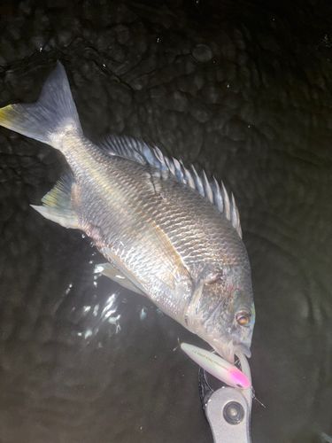 キビレの釣果
