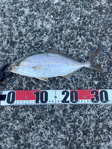 ネリゴの釣果