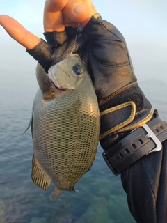 クチブトグレの釣果