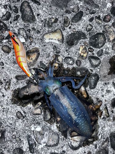 アオリイカの釣果