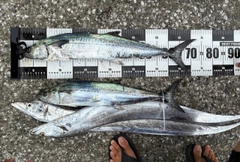 サワラの釣果