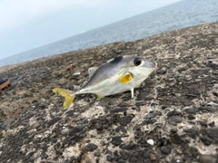 ギマの釣果