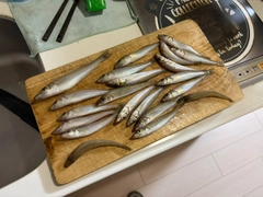 キスの釣果
