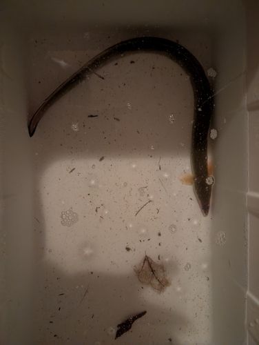 ウナギの釣果
