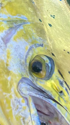 シイラの釣果