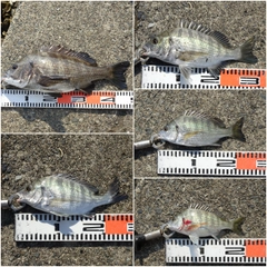 チヌの釣果
