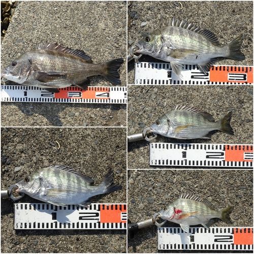 チヌの釣果