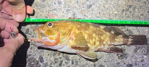 カサゴの釣果