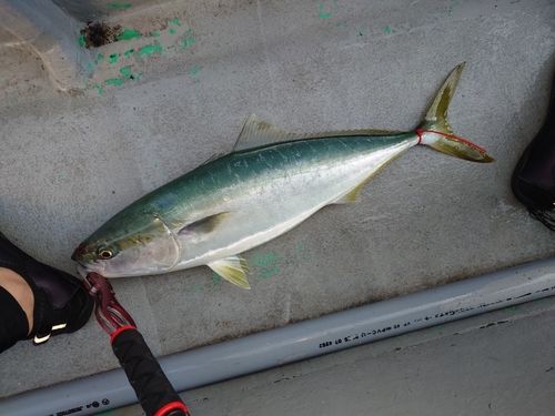 メジロの釣果