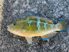 イラブチャーの釣果