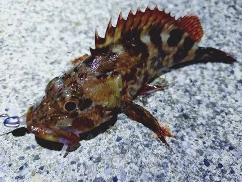 カサゴの釣果