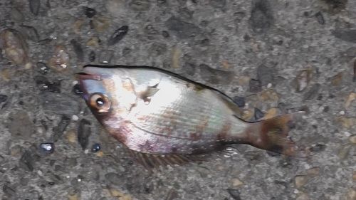 マダイの釣果
