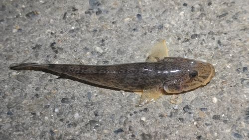 ハゼの釣果