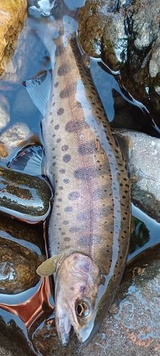 ヤマメの釣果
