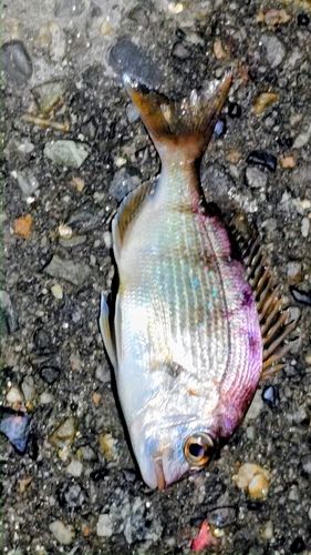 マダイの釣果