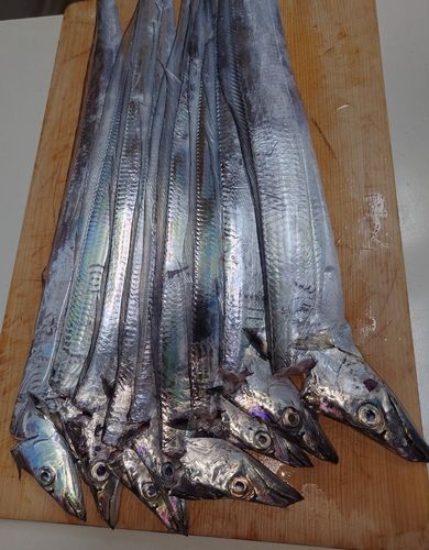 タコの釣果