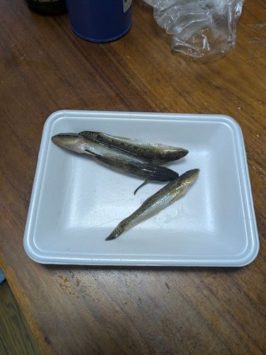 ハゼの釣果