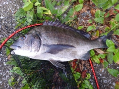 チヌの釣果