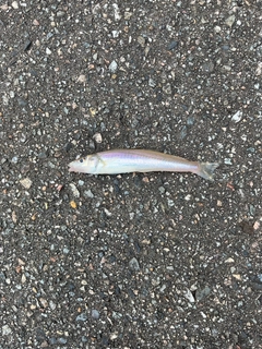 シロギスの釣果