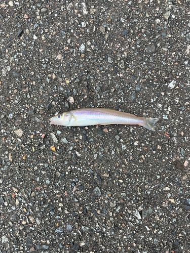 シロギスの釣果