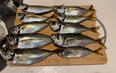 アジの釣果