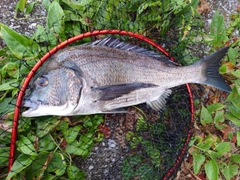 チヌの釣果