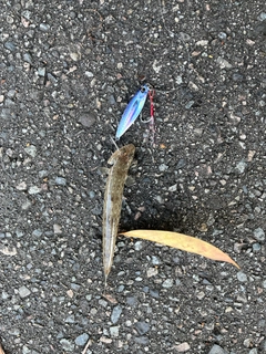 エソの釣果