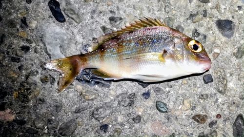 マダイの釣果