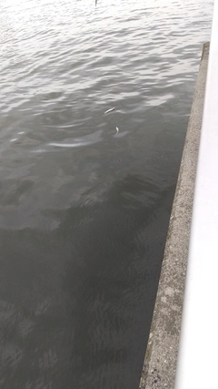 サッパの釣果
