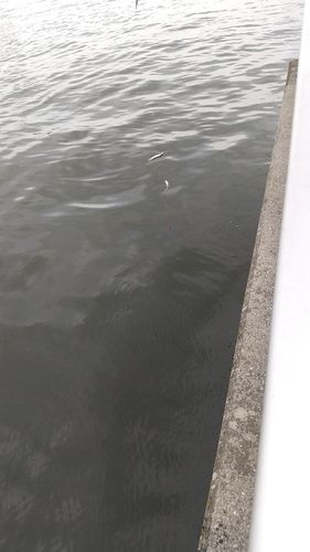 サッパの釣果