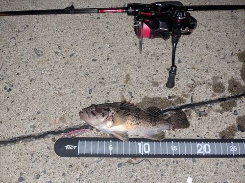 クロソイの釣果