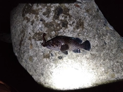 クロソイの釣果