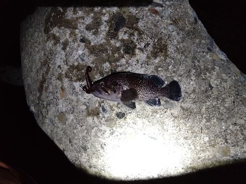 クロソイの釣果