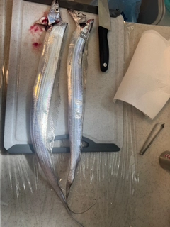 タチウオの釣果