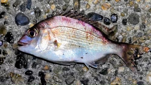 マダイの釣果
