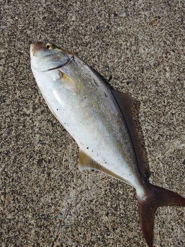 カンパチの釣果