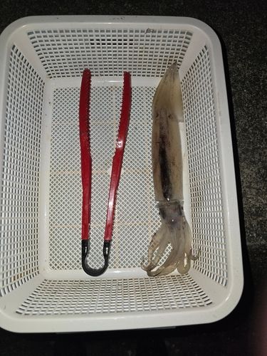 スルメイカの釣果