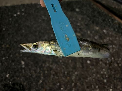 カマスの釣果