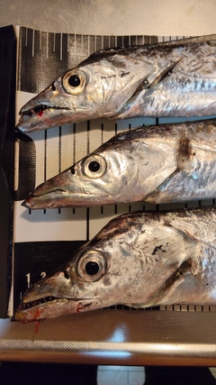 タチウオの釣果