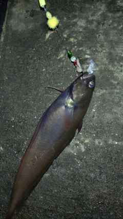 チゴダラの釣果