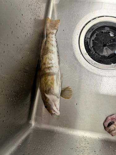 アイナメの釣果