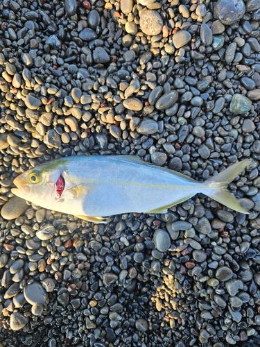 ネイリの釣果