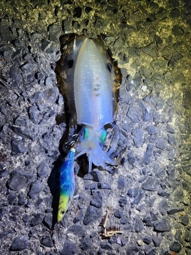 アオリイカの釣果