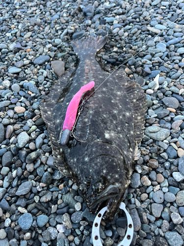 ヒラメの釣果