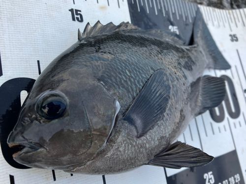 メジナの釣果