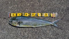 シイラの釣果