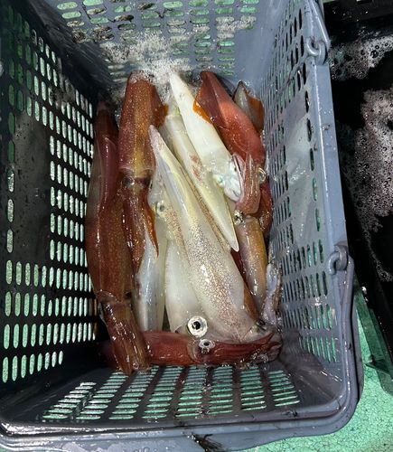 ケンサキイカの釣果