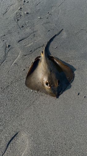 アカエイの釣果
