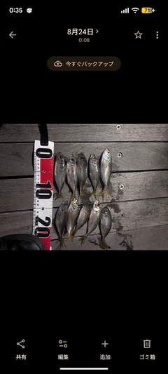 マアジの釣果