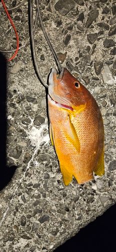 シブダイの釣果